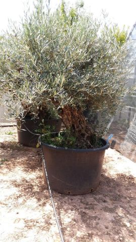 OLEA EUROPAEA BONSAI C600L 100/120 HT200/250