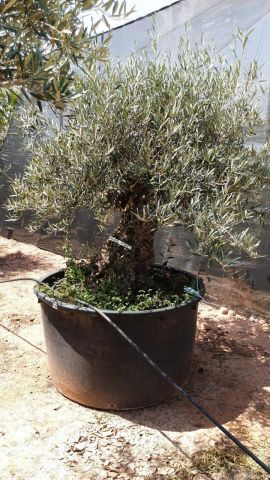 OLEA EUROPAEA BONSAI C600L 100/120 HT200/250