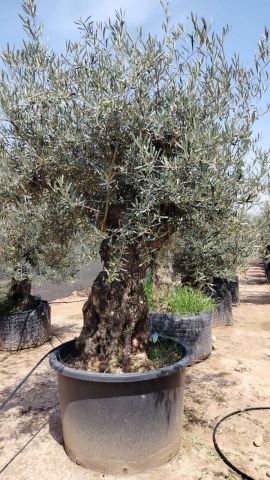 OLEA EUROPAEA BONSAI C600L 100/120 HT200/250