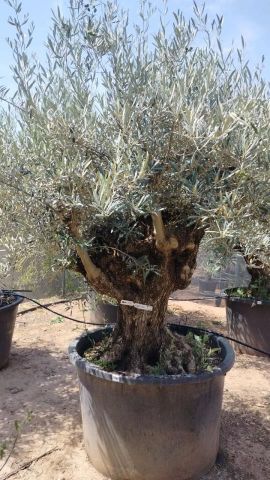 OLEA EUROPAEA BONSAI C600L 100/120 HT200/250