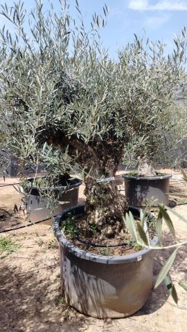 OLEA EUROPAEA BONSAI C600L 100/120 HT200/250