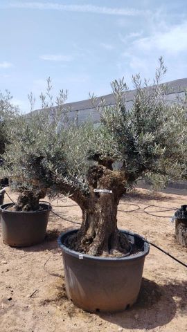 OLEA EUROPAEA BONSAI C600L 100/120 HT200/250