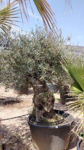 OLEA EUROPAEA BONSAI C600L 100/120 HT200/250