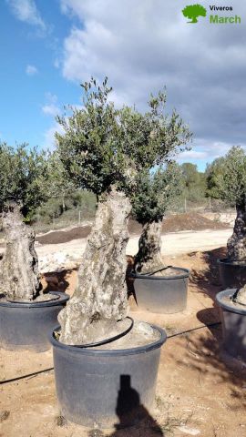 OLEA EUROPAEA BONSAI C600L 100/120 HT200/250