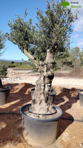 OLEA EUROPAEA BONSAI C600L 100/120 HT200/250
