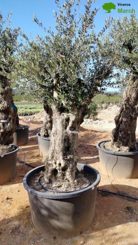 OLEA EUROPAEA BONSAI C600L 100/120 HT200/250