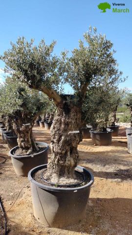 OLEA EUROPAEA BONSAI C600L 100/120 HT200/250