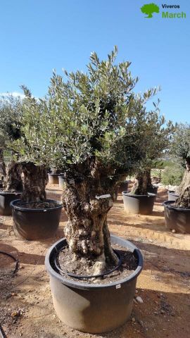 OLEA EUROPAEA BONSAI C600L 100/120 HT200/250