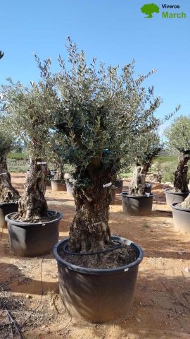OLEA EUROPAEA BONSAI C600L 100/120 HT200/250