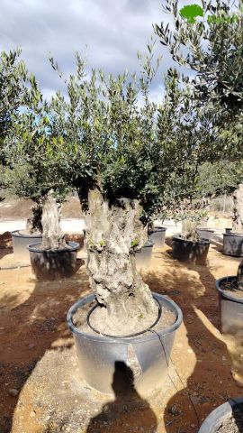 OLEA EUROPAEA BONSAI C600L 100/120 HT200/250