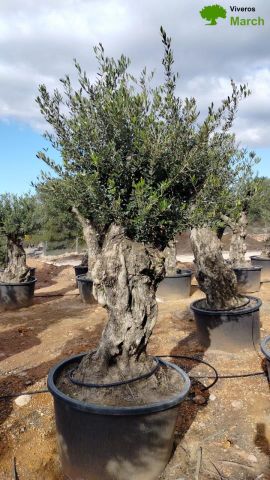 OLEA EUROPAEA BONSAI C600L 100/120 HT200/250