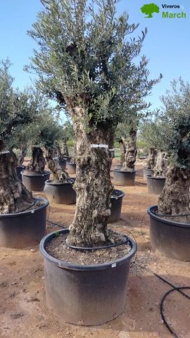 OLEA EUROPAEA BONSAI C600L 100/120 HT200/250