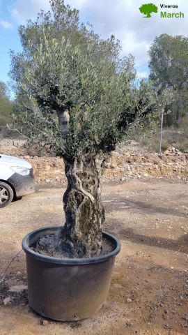 OLEA EUROPAEA BONSAI C600L 100/120 HT200/250