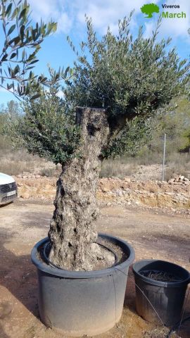 OLEA EUROPAEA BONSAI C600L 100/120 HT200/250