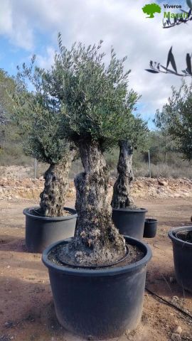 OLEA EUROPAEA BONSAI C600L 100/120 HT200/250