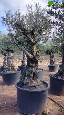 OLEA EUROPAEA BONSAI C600L 100/120 HT200/250
