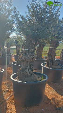 OLEA EUROPAEA BONSAI C600L 100/120 HT200/250
