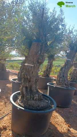 OLEA EUROPAEA BONSAI C600L 100/120 HT200/250