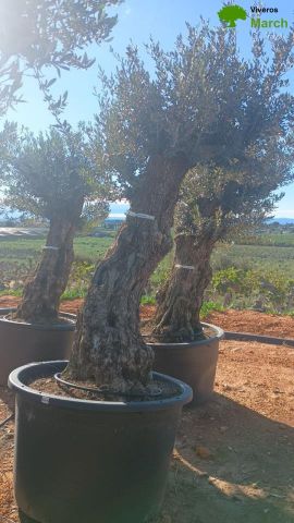 OLEA EUROPAEA BONSAI C600L 100/120 HT200/250