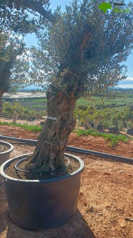 OLEA EUROPAEA BONSAI C600L 100/120 HT200/250