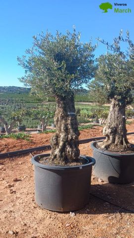 OLEA EUROPAEA BONSAI C600L 100/120 HT200/250