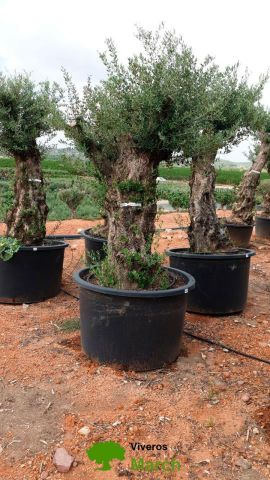OLEA EUROPAEA BONSAI C600L 100/120 HT200/250