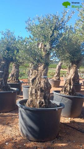 OLEA EUROPAEA BONSAI C600L 100/120 HT200/250