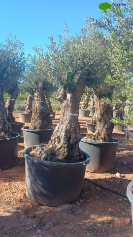OLEA EUROPAEA BONSAI C600L 100/120 HT200/250