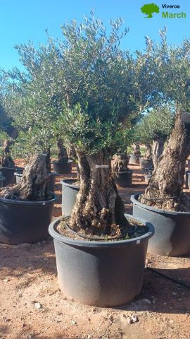 OLEA EUROPAEA BONSAI C600L 100/120 HT200/250