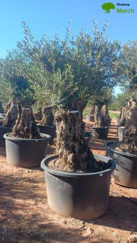OLEA EUROPAEA BONSAI C600L 100/120 HT200/250