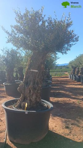 OLEA EUROPAEA BONSAI C600L 100/120 HT200/250