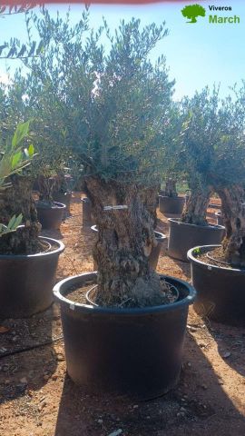 OLEA EUROPAEA BONSAI C600L 100/120 HT200/250
