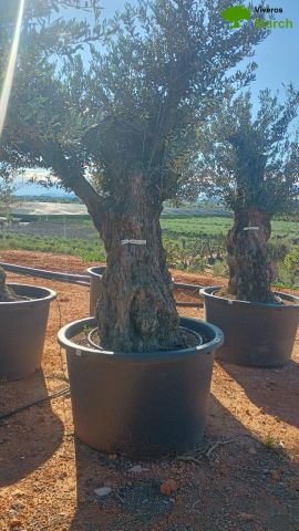 OLEA EUROPAEA BONSAI C600L 100/120 HT200/250