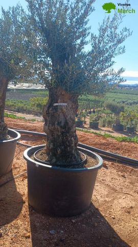 OLEA EUROPAEA BONSAI C600L 100/120 HT200/250