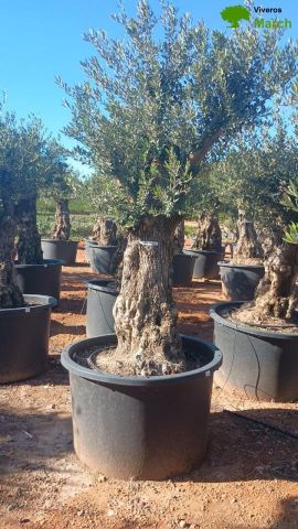 OLEA EUROPAEA BONSAI C600L 100/120 HT200/250