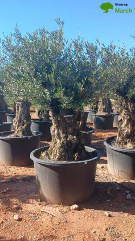 OLEA EUROPAEA BONSAI C600L 100/120 HT200/250