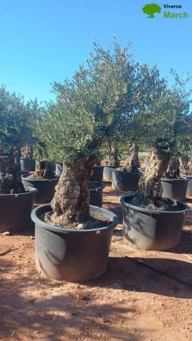 OLEA EUROPAEA BONSAI C600L 100/120 HT200/250