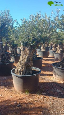 OLEA EUROPAEA BONSAI C600L 100/120 HT200/250