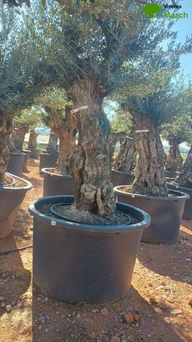 OLEA EUROPAEA BONSAI C600L 100/120 HT200/250