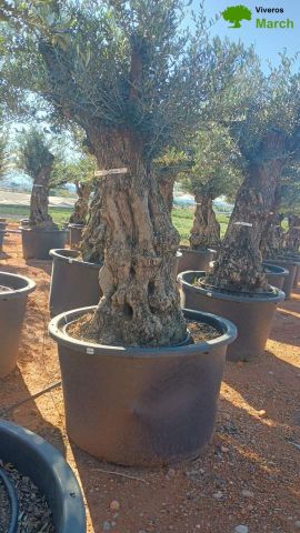 OLEA EUROPAEA BONSAI C600L 100/120 HT200/250