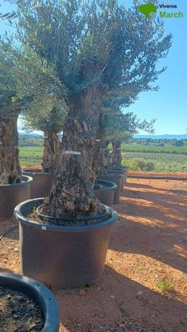OLEA EUROPAEA BONSAI C600L 100/120 HT200/250