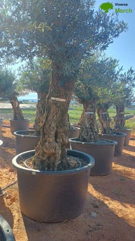 OLEA EUROPAEA BONSAI C600L 100/120 HT200/250