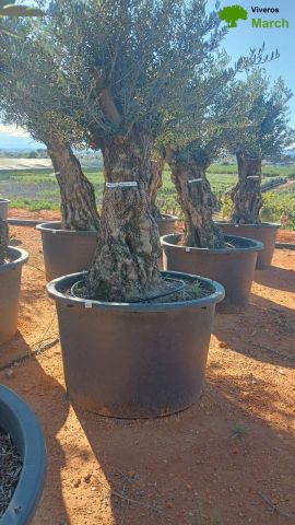 OLEA EUROPAEA BONSAI C600L 100/120 HT200/250
