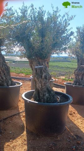 OLEA EUROPAEA BONSAI C600L 100/120 HT200/250