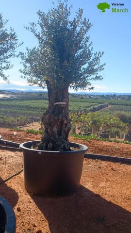 OLEA EUROPAEA BONSAI C600L 100/120 HT200/250
