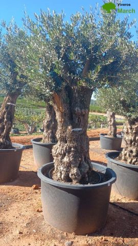 OLEA EUROPAEA BONSAI C600L 100/120 HT200/250