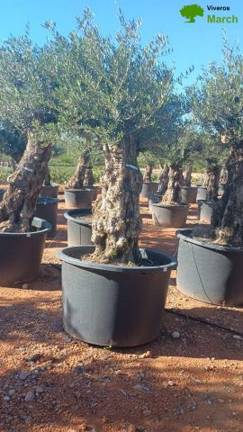 OLEA EUROPAEA BONSAI C600L 100/120 HT200/250