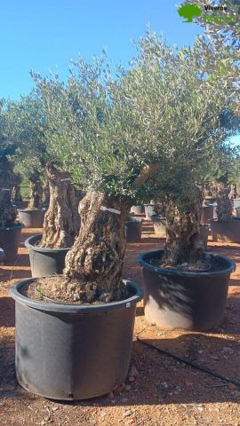 OLEA EUROPAEA BONSAI C600L 100/120 HT200/250