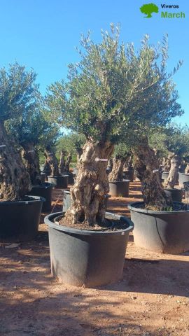 OLEA EUROPAEA BONSAI C600L 100/120 HT200/250