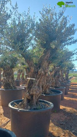 OLEA EUROPAEA BONSAI C600L 100/120 HT200/250
